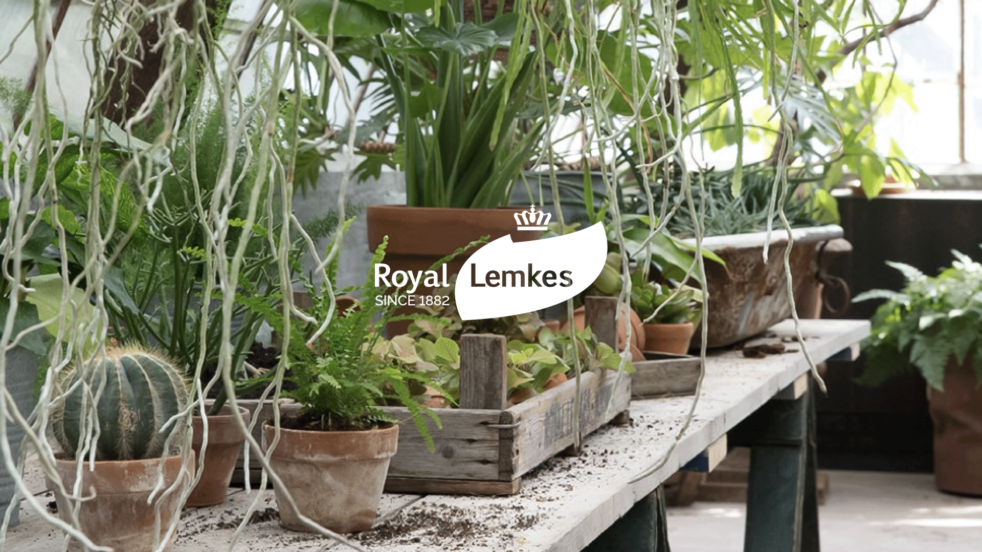 Royal lemkes featured