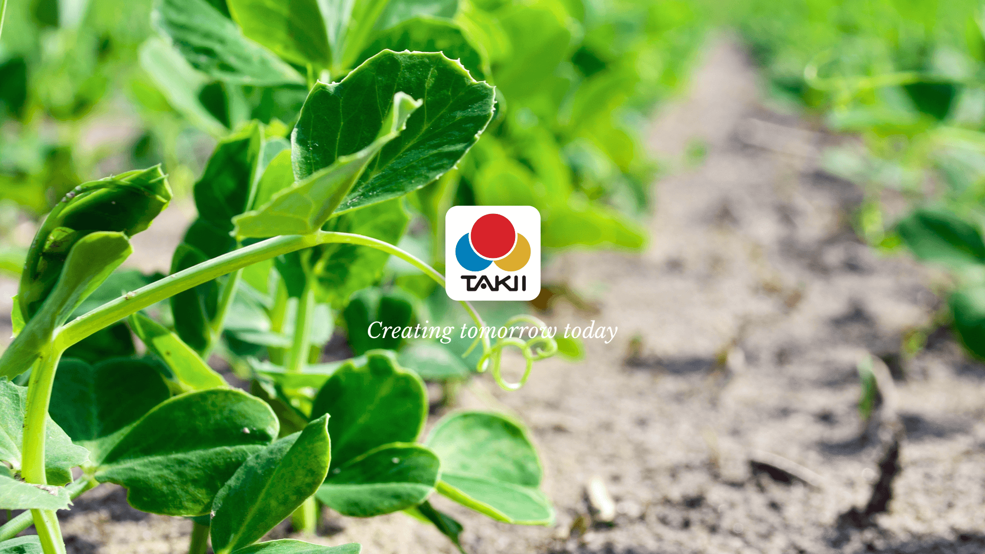 Takii featured