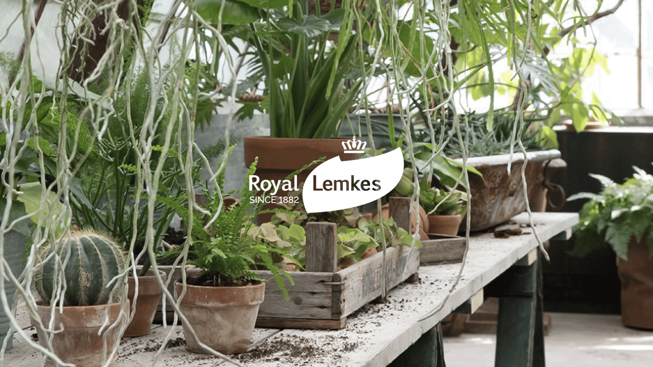 Royal Lemkes header